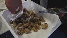 Acqualagna, il re è il tartufo