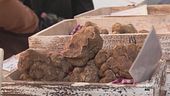 Fiera Nazionale del tartufo bianco pregiato di Sant'Agata Feltria