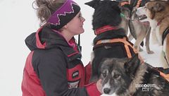 Percorrere sentieri innevati su slitte trainate da cani