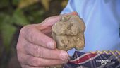 Il tartufo bianco di Acqualagna