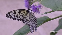 Un viaggio nel mondo delle farfalle