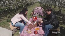 Il pic-nic perfetto