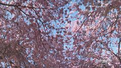 La fioritura dei ciliegi