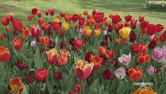 Una fioritura incredibile!