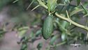 Il finger lime in Calabria