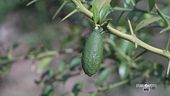 Il finger lime in Calabria