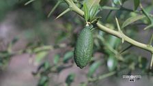 Il finger lime in Calabria