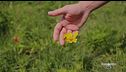 La biodiversità, rete invisibile che tiene in vita il nostro pianeta