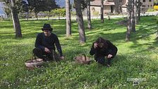 La raccolta di erbe spontanee