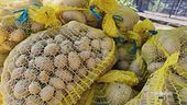 I mille modi per cucinare le patate