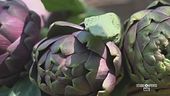 I carciofi di Procida