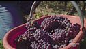 Vini della Valle d'Aosta