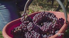 Vini della Valle d'Aosta