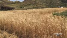 La sfida di un'azienda agricola