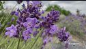 Una distesa di lavanda in provincia di Lucca
