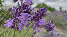 Una distesa di lavanda in provincia di Lucca