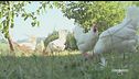 Galline in libertà