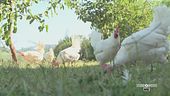 Galline in libertà