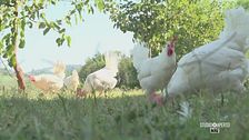 Galline in libertà