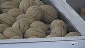 Le varietà del melone