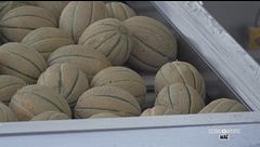 Le varietà del melone