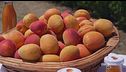Le albicocche, frutto amato dagli italiani