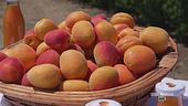 Le albicocche, frutto amato dagli italiani