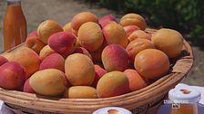 Le albicocche, frutto amato dagli italiani