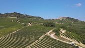 Uva pregiata sulle colline delle Langhe