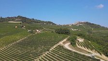 Uva pregiata sulle colline delle Langhe