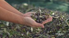 Il miglior olio al mondo