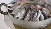 La freschezza del pescato in cucina