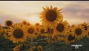 Una passeggiata tra i girasoli