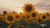 Una passeggiata tra i girasoli