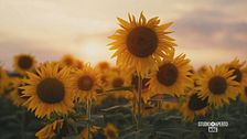 Una passeggiata tra i girasoli