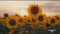Una passeggiata tra i girasoli