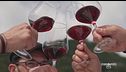 Tra i vigneti della Val di Susa