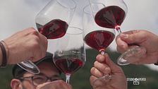 Tra i vigneti della Val di Susa