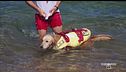 I cani bagnino non conoscono riposo d'estate
