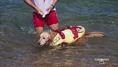 I cani bagnino non conoscono riposo d'estate