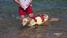 I cani bagnino non conoscono riposo d'estate