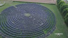 Il più grande labirinto di lavanda in Italia