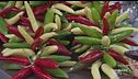 Il peperoncino di Calabria