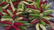 Il peperoncino di Calabria