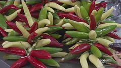 Il peperoncino di Calabria