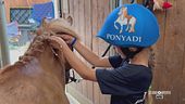 Le Ponyadi Italia