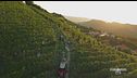 La vendemmia del prosecco