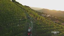 La vendemmia del prosecco