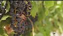 La passione per il vino