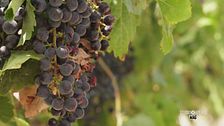 La passione per il vino